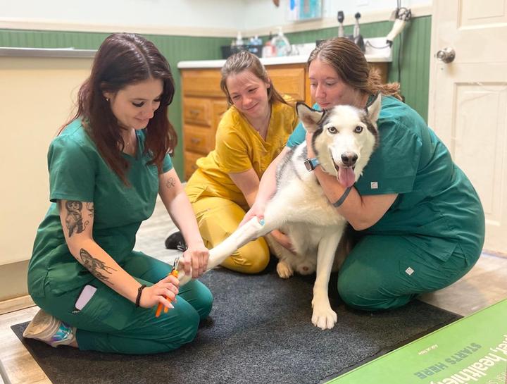 New Paltz Veterinary Services New Paltz Veterinary Care